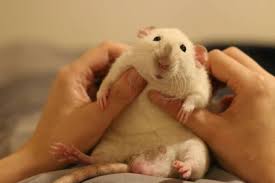 It's a piece of equipment used to show activity and functioning in the body at a cellular level using radiation. Which Animals Make The Most Affectionate And Cuddly Pets Pethelpful