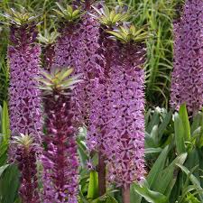 Image result for Eucomis