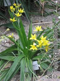 Image result for Hypoxidaceae