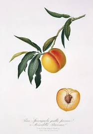 Image result for Prunus persica