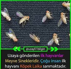 belinay adli kullanicinin komik seyler panosundaki pin bilgi alintilari bilgi bilgi karti