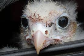 Apalagi elang termasuk burung predator atau burung pemangsa yang banyak ditakuti oleh. Akhirnya Elang Jenggala Dan Kuat Terbang Bebas Di Langit Yogyakarta Halaman All Kompas Com