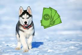 Why buy a husky puppy for sale if you can adopt and save a life? Husky Price Actual Costs From 200 Breeders Pawleaks