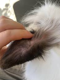 Image result for scabies rabbits ears