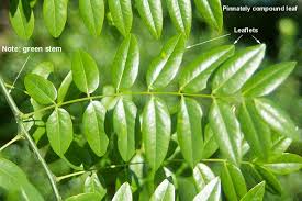 Image result for Styphnolobium