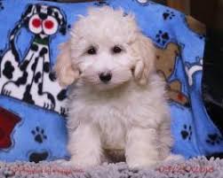 Maybe you would like to learn more about one of these? Pooton Puppies For Sale Happy Valentines Day Happyvalentinesday2016i