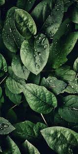 We hope you enjoy our growing collection of hd images. Leaves Phone Wallpapers Top Free Leaves Phone Backgrounds Wallpaperaccess