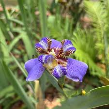 Image result for Neomarica northiana