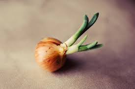 We did not find results for: Growing Onions Organic Gardening Growing Organic