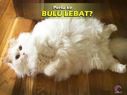 We did not find results for: Jooara Cat Terbaru Cara Lebatkan Bulu Kucing Facebook