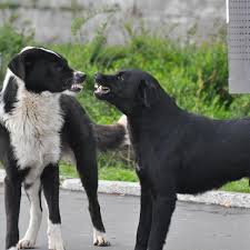 A whopping 40% of female dogs will fall pregnant after just one mating session!. My Female Dog In Heat Won T Accept A Male Causes Mating Problems In Dogs