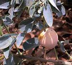 Image result for Maerua prittwitzii