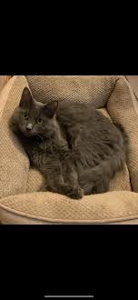 $325 or $600 for a pair. Cat For Adoption Eli A Russian Blue In Torrington Ct Petfinder
