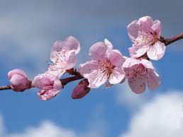 Free Images Flower Petal Food Spring Produce Pink Flora Cherry Blossom Flowers Close Up Fruit Tree Macro Photography Flowering Plant Rose Family Flowery Branch Florir Land Plant 4411x3308 1285652