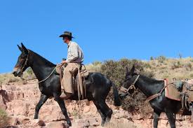 Did you know the grand canyon's history includes a donkey known as brighty? Mules Reign Supreme Over Horses In The Grand Canyon