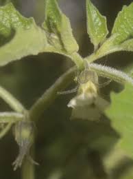 Image result for Physalis lagascae