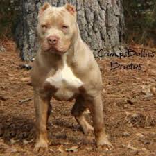 Alın və sat pitbull.38 siyahıları. Arizona Xl Xxl Bully Pitbull Breeder World Renowned American Bully Pit Bull Breeder Pitbull Puppies American Bully Pit Bull Puppies For Sale