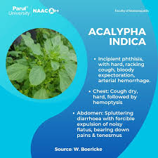 Image result for Acalypha indica