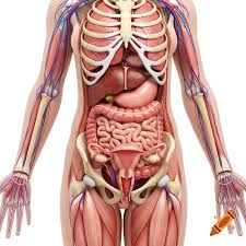 Image result for internal organs