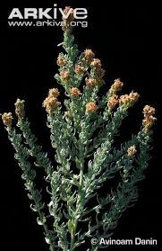 Image result for Cressa cretica