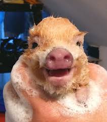 A Happy And Clean Piggy Happy And Clean Ilovepigs Cute Baby Pigs Pet Pigs Cute Little Animals