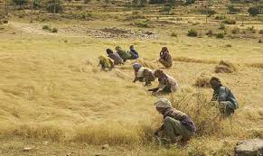 Image result for Eragrostis tef