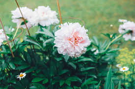 10 peonies to plant during peonies season. Peonies Plant Care Growing Guide