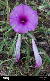 Image result for Ipomoea lapathifolia