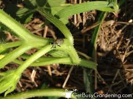 I have a patch in my garden that has grown and reseeded cilantro for years. How To Get Rid Of Squash Bugs Naturally Using Organic Control Methods