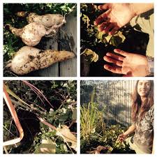 Large White Sweet Potato Harvested From The Aquaponic Grow Bed These Were Grown In Lava Rock Media Without Soil Continuous Flow Aquaponics Red Worms Koi Pond
