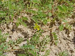 Image result for Hippocratea parviflora