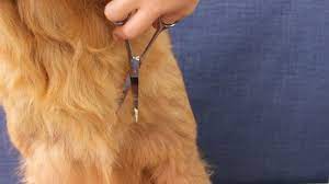 If your dog has long face hair, trimming it is a matter of hygiene and safety. How To Cut Dog Hair With Scissors 11 Steps With Pictures