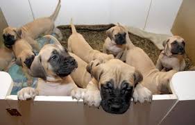 Find bullmastiff puppies for sale with pictures from reputable bullmastiff breeders. Scam Alert Pandemic Driven Puppy Hoaxes On Rise Silive Com