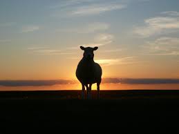 Maybe you would like to learn more about one of these? Das Schweigen Des Merinoschafes Mulesing Im Outdoorbereich The Bird S New Nest