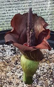 Image result for Amorphophallus abyssinicus