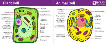 Difference Between Plant And Animal Cell Are Explained In Detail