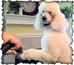 There are many to choose from, or you could simply create your own look. Grooming Your Standard Poodle Nova S Standard Poodles