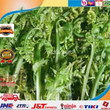 Maybe you would like to learn more about one of these? Benih Atau Bibit Pakis Sayur Terlaris Shopee Indonesia
