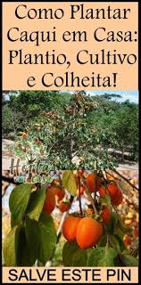 Como Plantar Caqui Em Casa Plantio Cultivo E Colheita Fruit Trees Pumpkin Patch Pumpkin