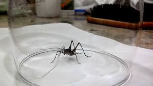 Aphidoidea is a scientific name for an aphid.specifically, the name designates the superfamily to which aphids belong. What Is The Difference Between Camel Crickets Cave Crickets And Spider Crickets