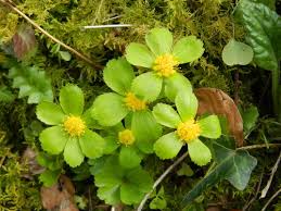 Image result for Alepidea amatymbica