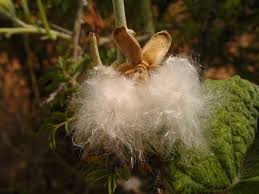 Image result for Ipomoea verbascoidea