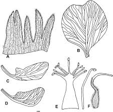 Image result for Rhynchosia totta