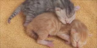 Cara Merawat Anak Kucing Yang Baru Lahir Agar Tidak Mati Goldenmaze
