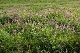 Image result for Desmodium intortum