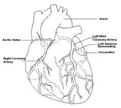 By printing out this quiz and taking it with pen and paper creates for a good variation to only playing it online. Cardiac Angiography Pre Procedure Leaflet Milton Keynes University Hospital