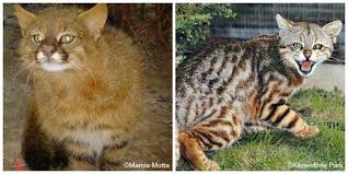 Felidae) in southern brazil rev bras parasitol vet. Pampas Cat International Society For Endangered Cats Isec Canada