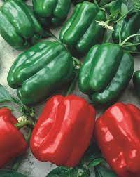 Easy to grow in any garden, giving them plenty of sunlight and water. Pin On Future Garden