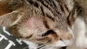 Red spots on the skin are one of the most typical medical problems. Red Dots On My Kitty S Face Thecatsite