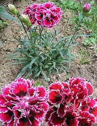 These Have An Aroma All Their Own Dianthus Flowers Flowers Uk Growing Carnations